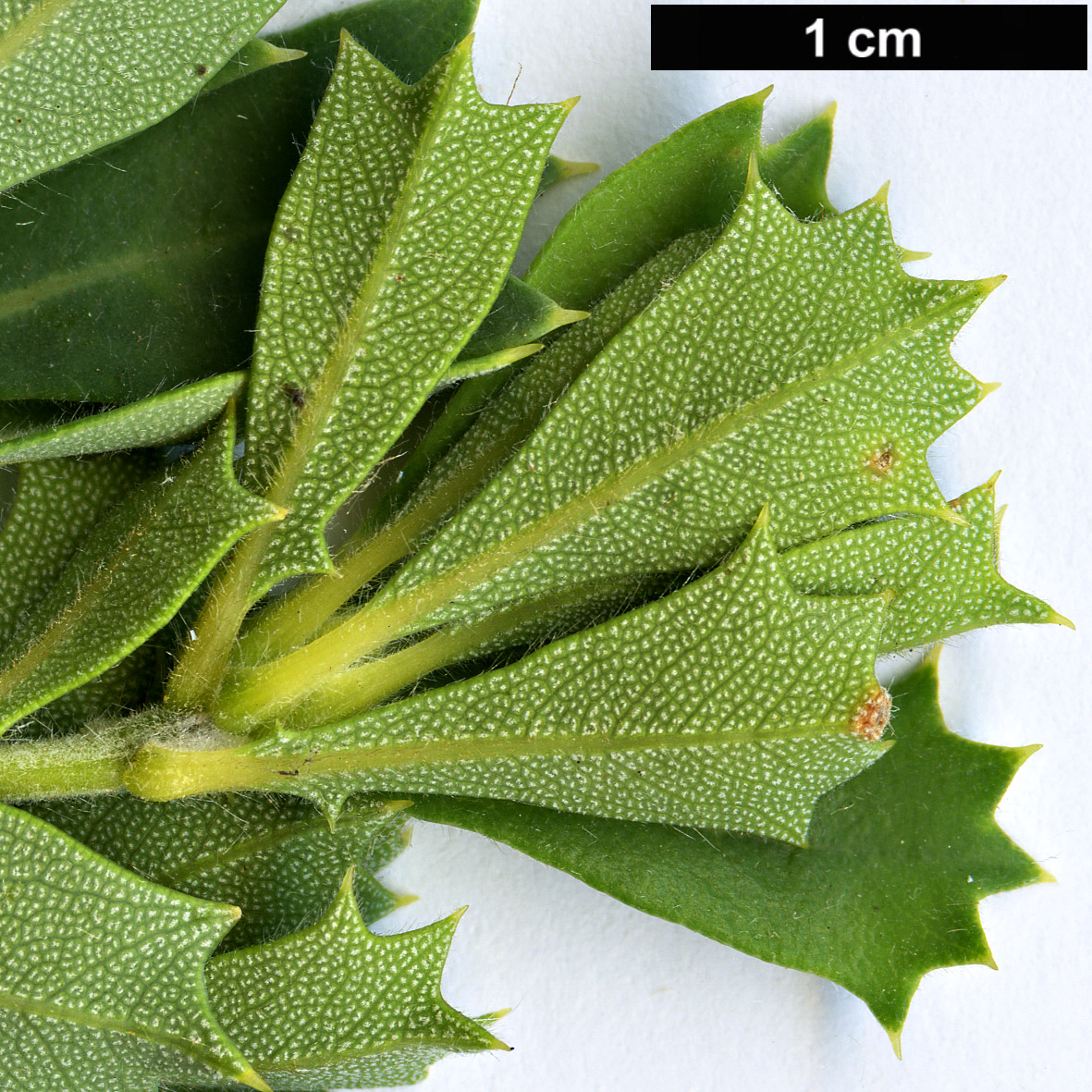 High resolution image: Family: Proteaceae - Genus: Dryandra - Taxon: sessilis - SpeciesSub: var. cygnorum